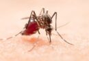 Saiba como a limpeza ajuda a combater a dengue