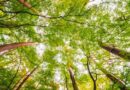 Sustentabilidade: área da Higiexpo 2024 será compensada por floresta em pé